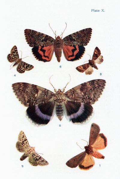 Different types of moths, illustration from the book Butterflies, Moths and Other Insects and Creatures of the Countryside, published 1927 by William Samuel Furneaux